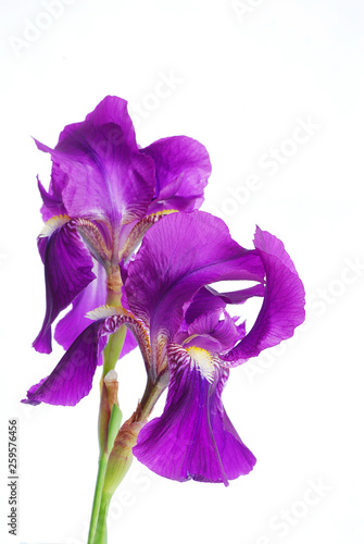 Closeup of Delicate purple iris isolated on white background with copy space for Easter Card