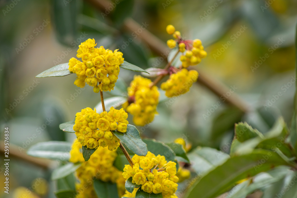Berberis Aquifolium and Yellow flowers Berberis Aquifolium and Yellow flowers