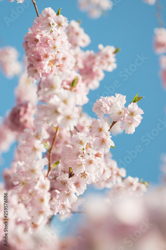 Frühlingsblüten © Eddie_McQueen