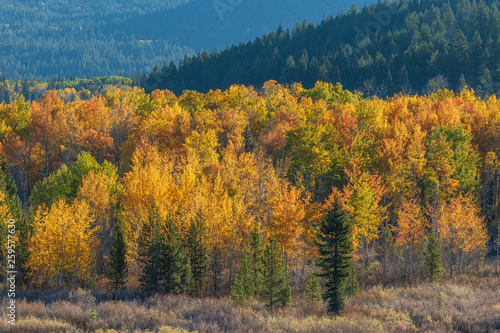 Scenic Autumn Landscape in the Tetons