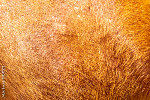 Brown horse canvas fur background