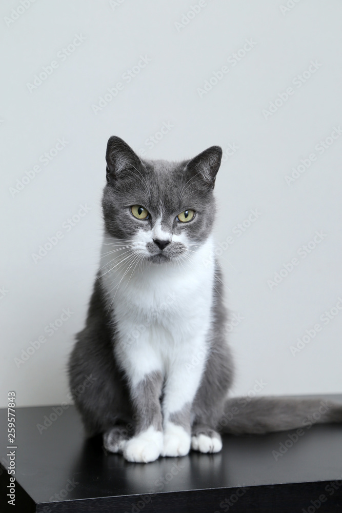 Gray cat looks into the camera. Portrait of a cute pet. Gray cat looks into the camera. Portrait of a cute pet.