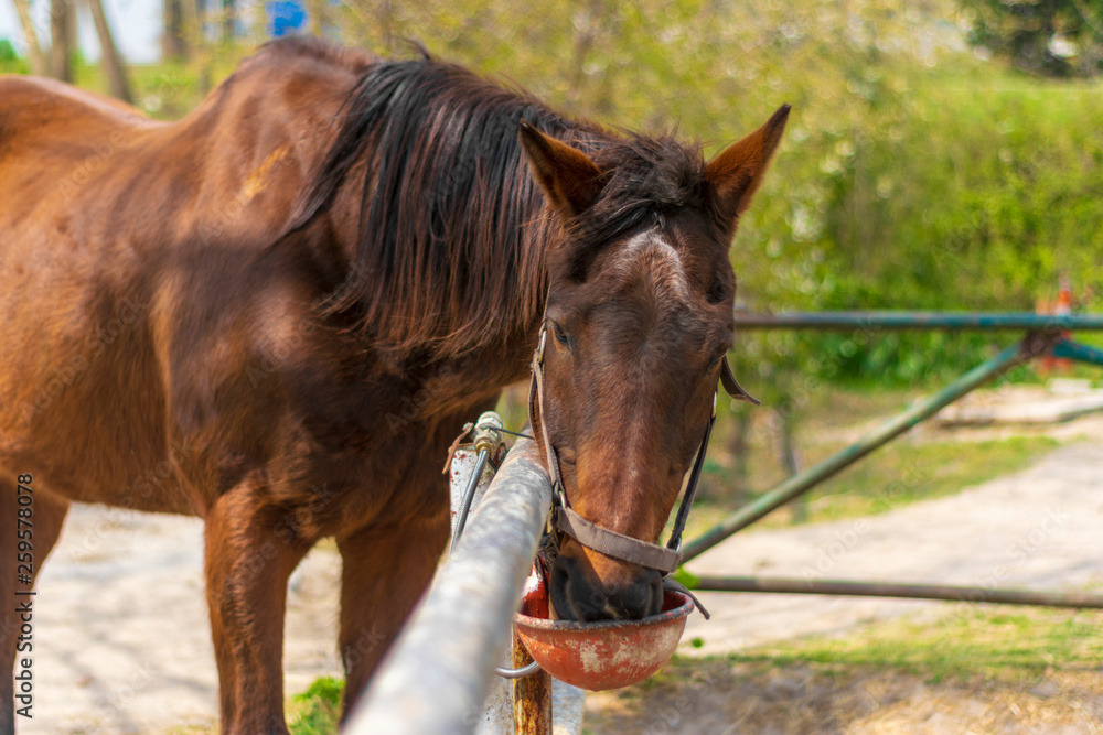 Fototapeta premium Horse drinking water 