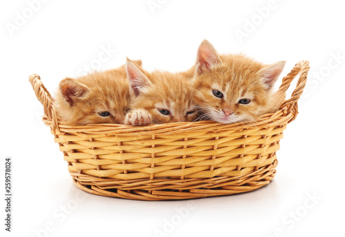 Kittens in a basket.