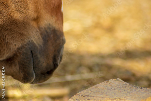 Brown horse gnawing at the wooden fence close up
