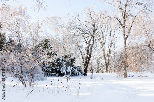 Wallpaper Mural Beautiful sunny winter landscape of snow and ice covered trees and ornamental grass, Roger-Van den Hende Botanical Garden, Quebec City, Quebec, Canada Torontodigital.ca