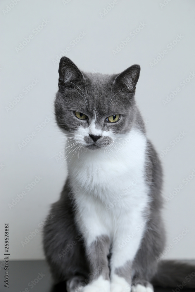 The gray cat is ashamed of drooping head. Punishment for the trick. Portrait of a cute pet. The gray cat is ashamed of drooping head. Punishment for the trick. Portrait of a cute pet.