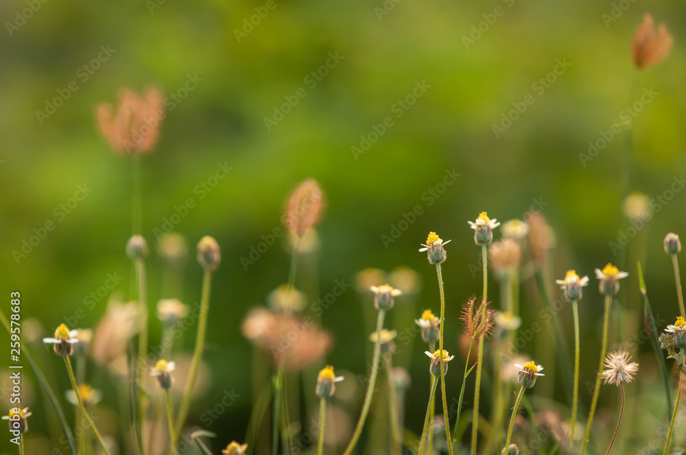 colorful little grass flower on sideway