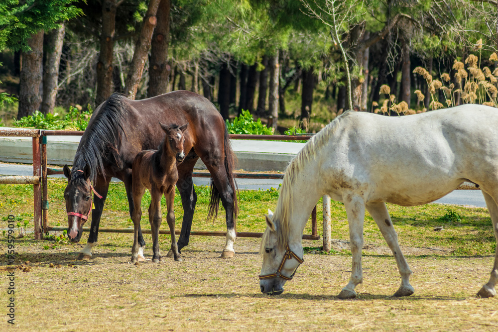 Fototapeta premium Mare with few weeks old foal on pasture close-up