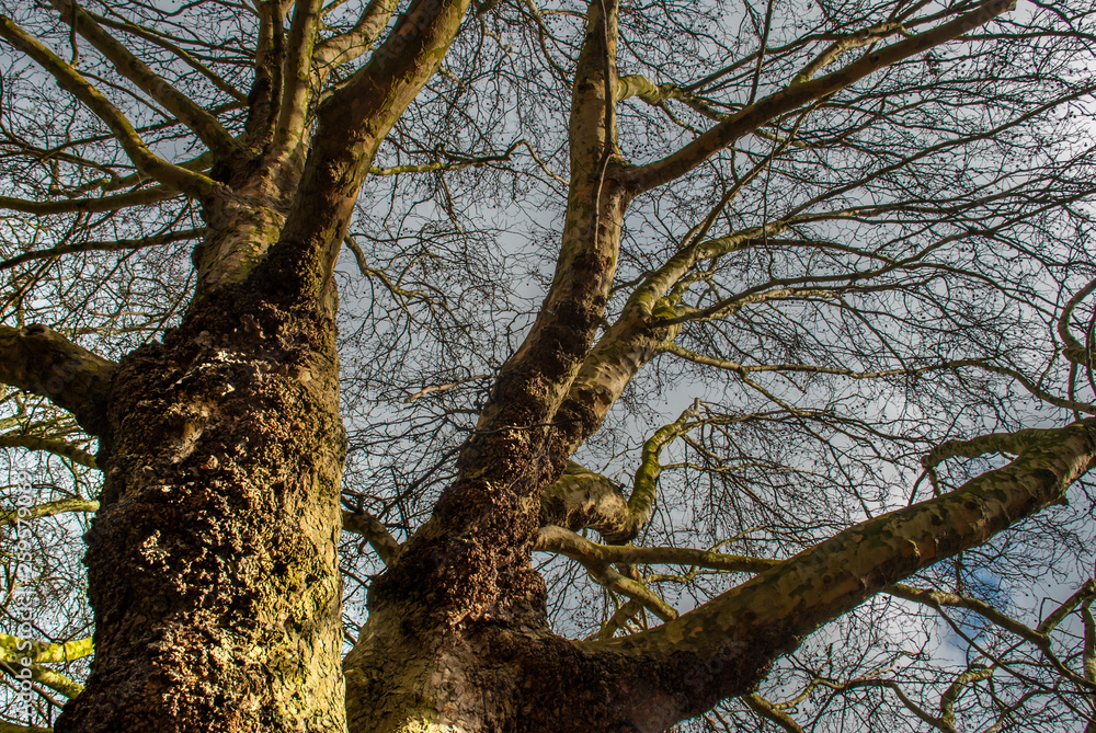 Looked up at the pattern of the big tree. Looked up at the pattern of the big tree.