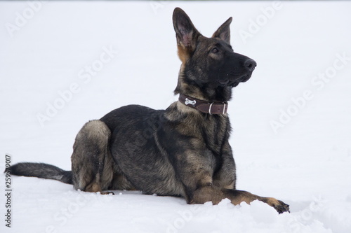 German shepherd in the snow © Lyudmila Shabanova