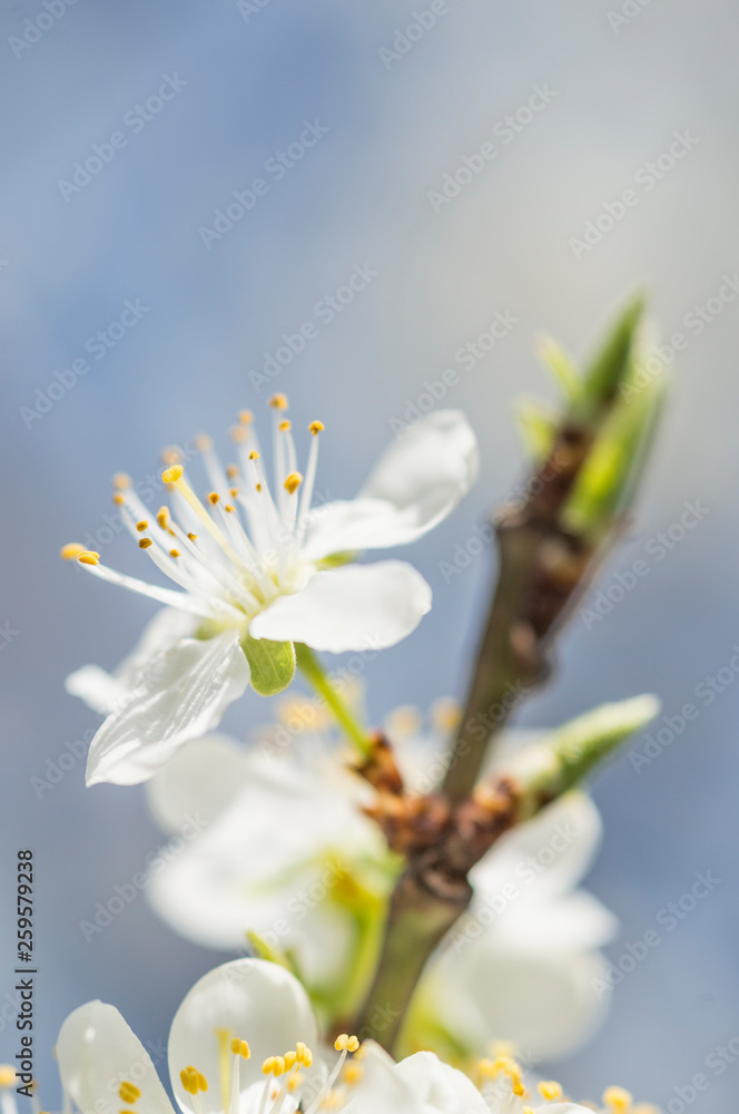 Reneklodenblüten, Pflaumenblüte Reneklodenblüten, Pflaumenblüte