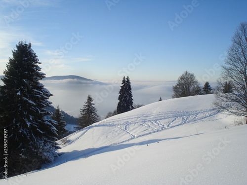Montagne hiver sapins © Anais