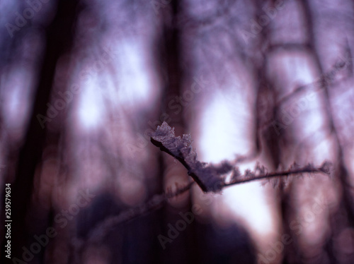 tree branches and leaves covered with frost, Moscow. © moskvich1977