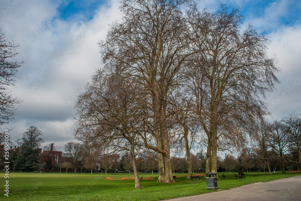 Beautiful trees in Ravenscourt Park.