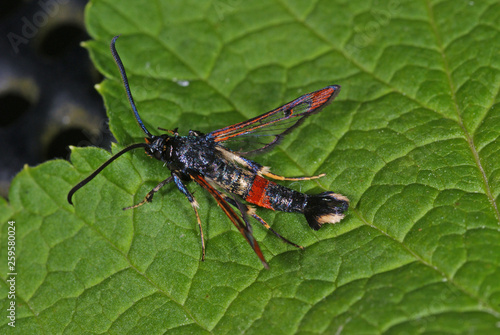 Wallpaper Mural Synanthedon formicaeformis Weiden-Glasflügler DE, NRW, Leverkusen 11.06.2013 Torontodigital.ca