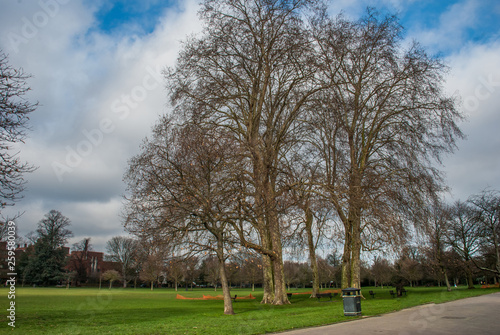 Beautiful trees in Ravenscourt Park. © num