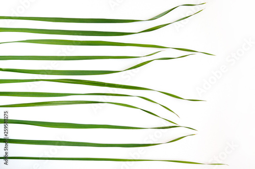 top view of green oat grass leaves on white background