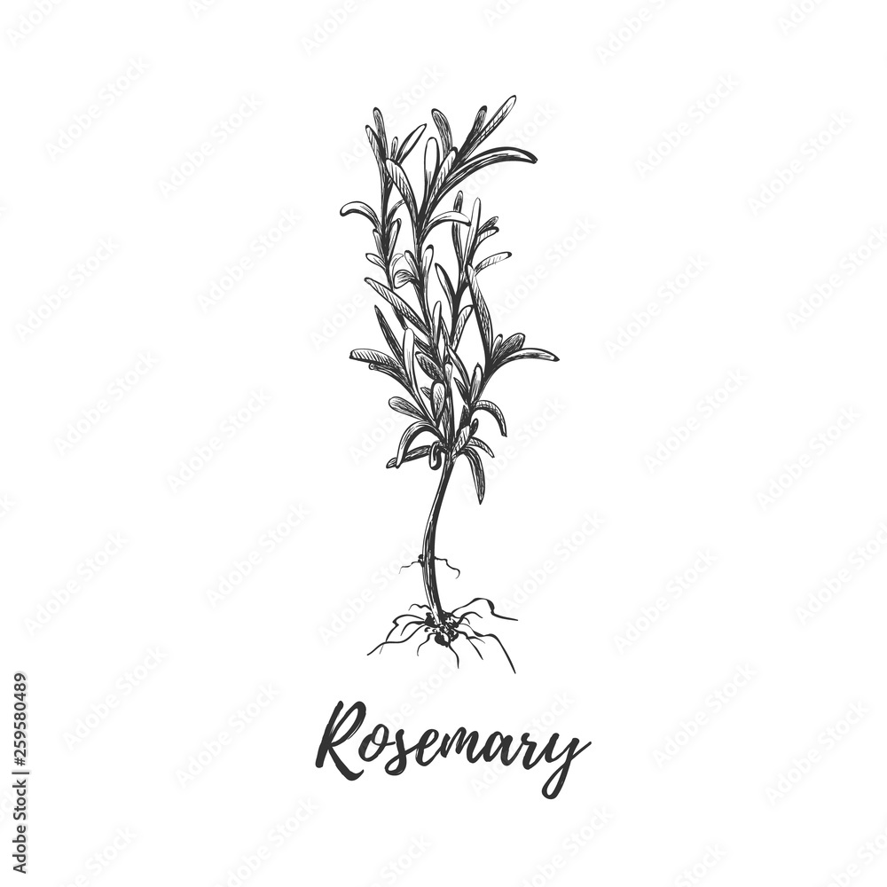 Rosemary herb with roots. Botanical illustration Rosemary herb with roots. Botanical illustration