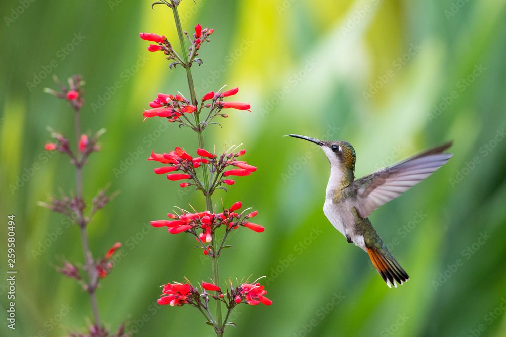 Fototapeta premium Samica kolibra Ruby Topaz karmienia na kwiat Antigua ciepła w ogrodzie.