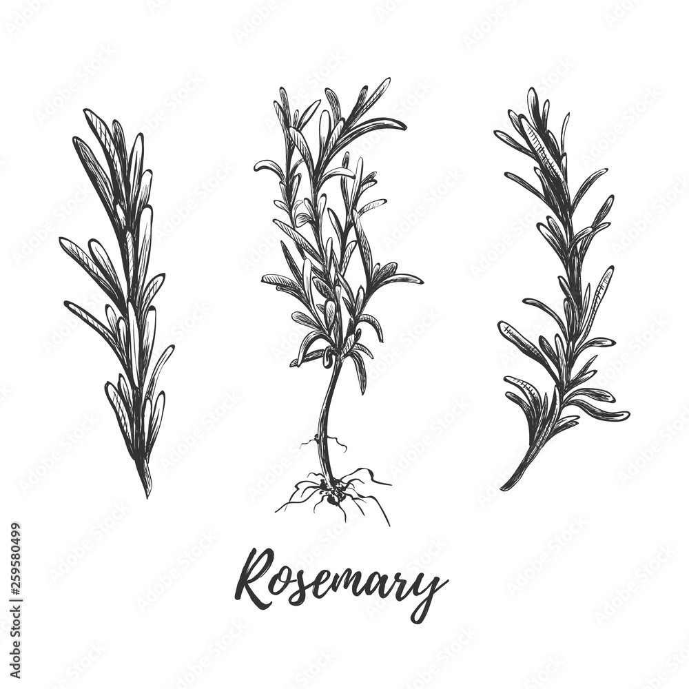 Botanical hand drawing rosemary.  - obrazy, fototapety, plakaty 