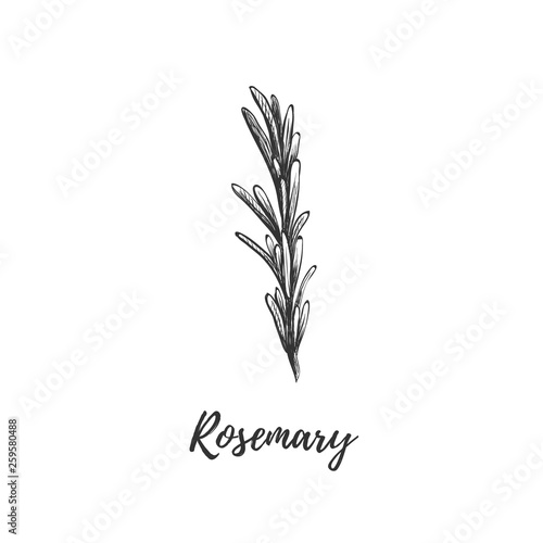 Rosemary vector illustration. 