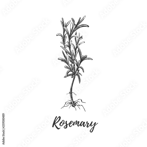 Rosemary herb with roots. Botanical illustration 
