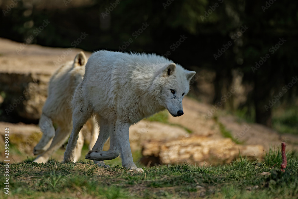 Loup blanc arctique Loup blanc arctique