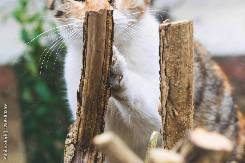 Obraz premium Funky stray cat close up