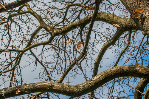 Looked up at the pattern of the big tree.