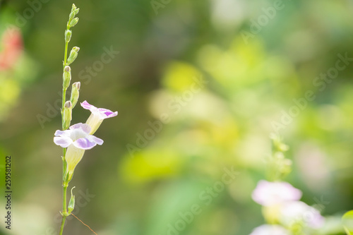 Chinese violet or Coromandel or Ganges primrose or  Philippine violet.Herb concept. photo