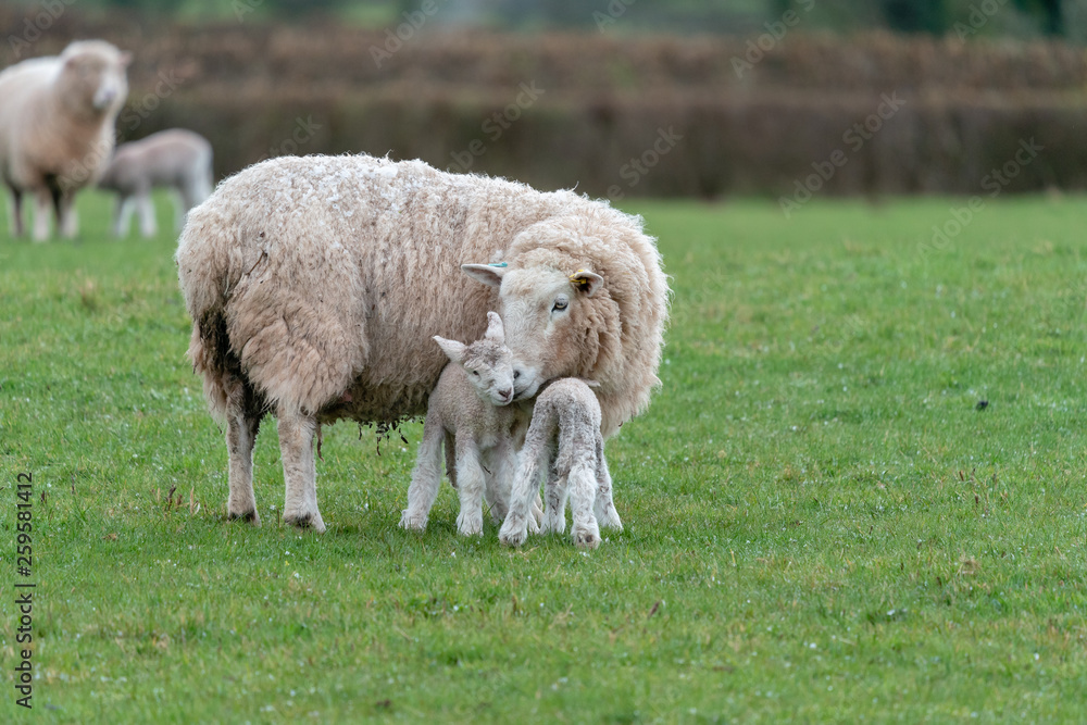 Ewe with lambs.