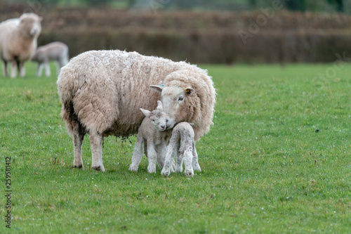 Ewe with lambs.