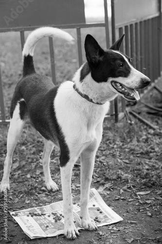 black and white dog