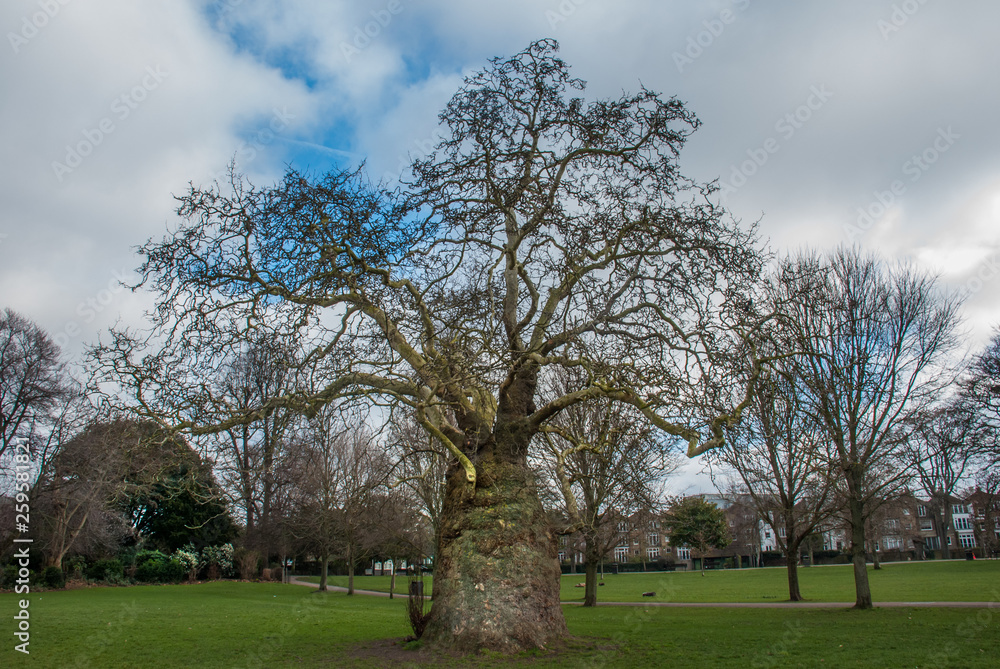 Beautiful trees in Ravenscourt Park.