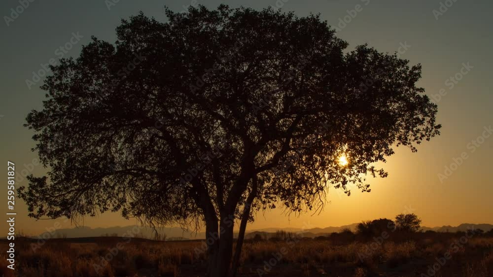 The sun rises behind a tree in Namibia. Time Lapse. The sun rises behind a tree in Namibia. Time Lapse.