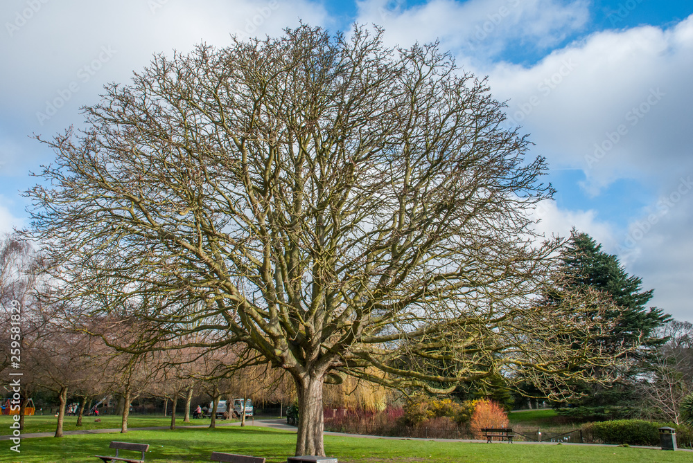 Fototapeta premium Beautiful trees in Ravenscourt Park.
