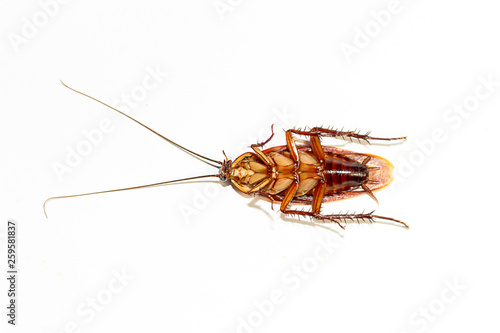 One cockroach dies on a white background