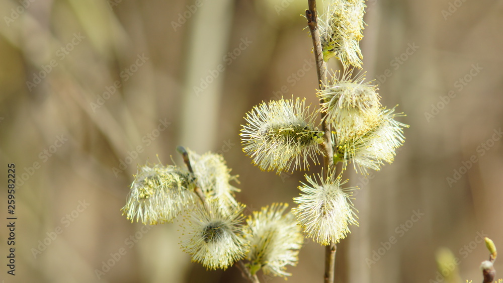 Willow blooms in spring, spring willow flower Willow blooms in spring, spring willow flower