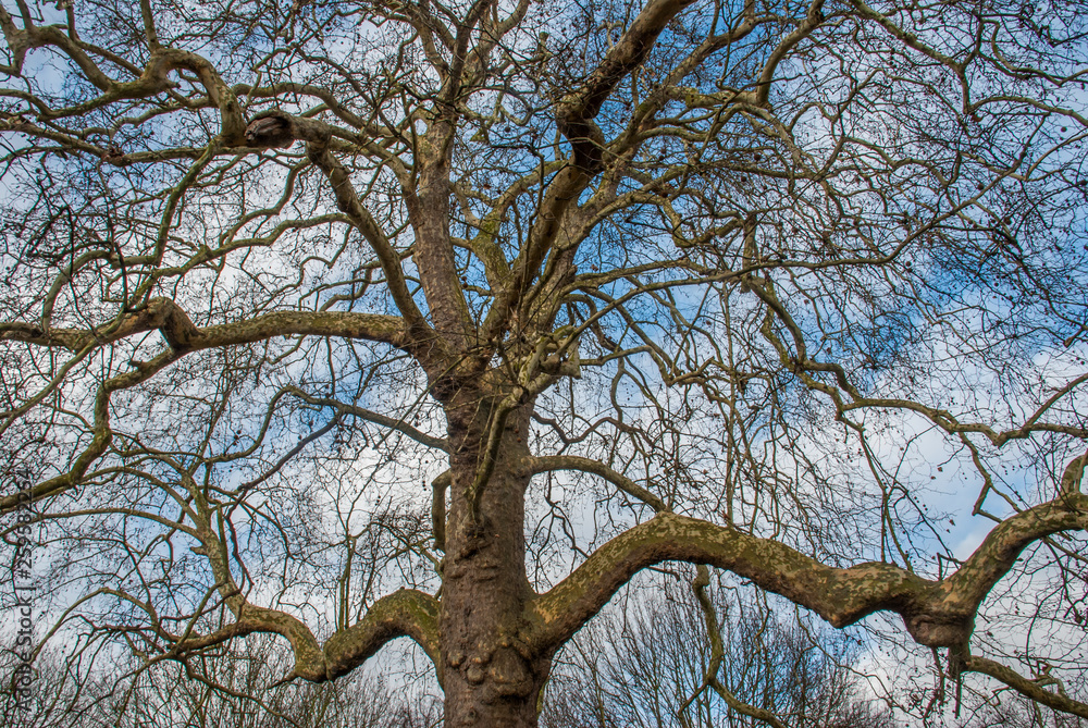 Fototapeta premium Looked up at the pattern of the big tree.