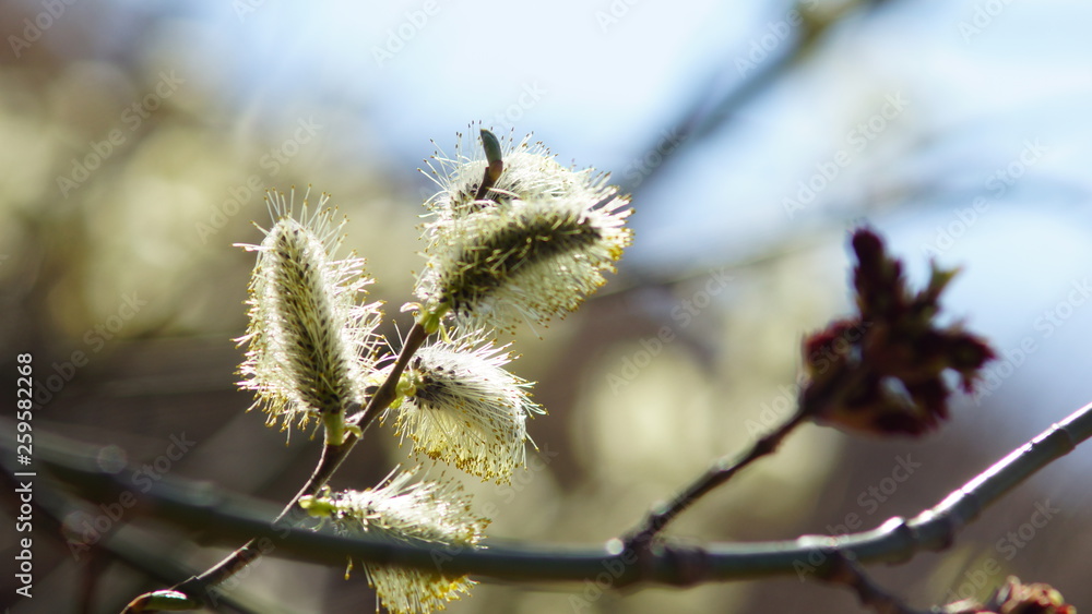 Willow blooms in spring, spring willow flower Willow blooms in spring, spring willow flower