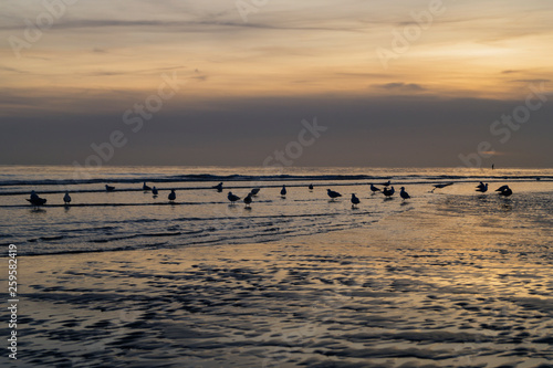 Seagulls on the beach