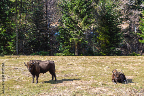Bison in the forest.