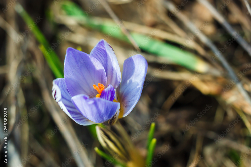 The flower of Crocus reticulatus growing among dry yellow last year grasses on the meadow The flower of Crocus reticulatus growing among dry yellow last year grasses on the meadow