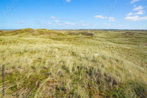 Dunes landscape in north Jutland, North Sea coast, Denmark