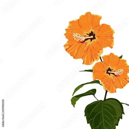 Tropical exotic orange hibiscus flower branch  elegant card template. Small floral garland.