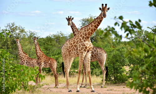 beautiful goraffe family near Stapelkop dam in Krufer national park South Africa