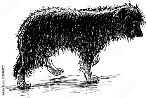 Sketch of a shaggy funny dog