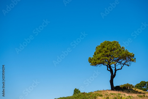 Wallpaper Mural A lonely tree in the nature with blue sky in summer. Torontodigital.ca