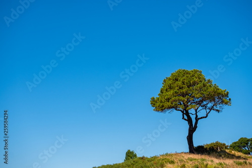 A lonely tree in the nature with blue sky in summer.